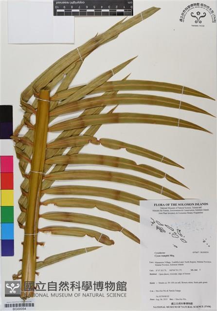 刺葉蘇鐵藏品圖，第1張