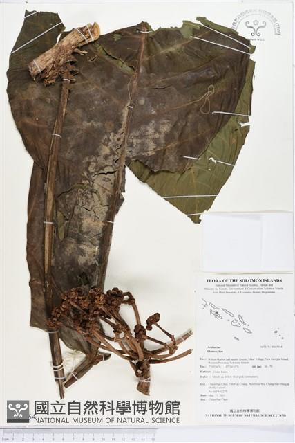 登錄號:BS03054藏品圖，第1張