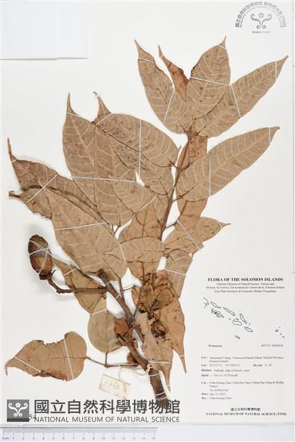 登錄號:BS02654藏品圖，第1張