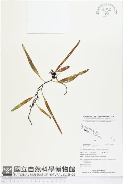 抱樹石葦藏品圖，第1張