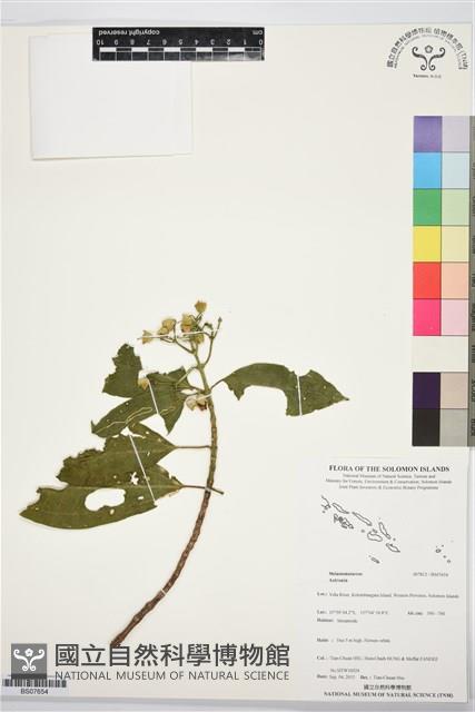 登錄號:BS07654藏品圖，第1張