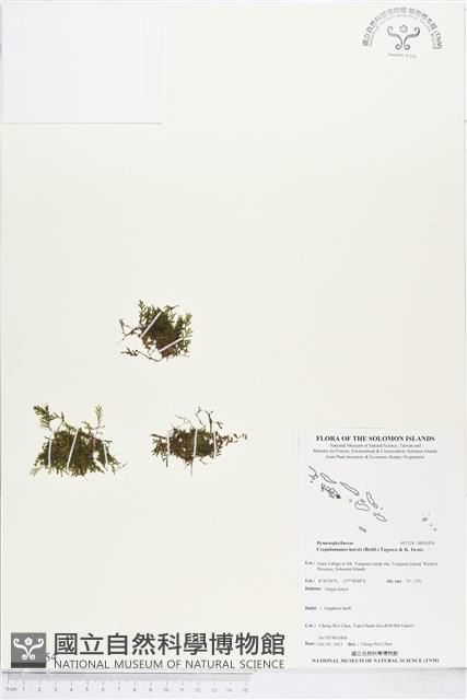 柯氏假脈蕨、假脈蕨藏品圖，第1張