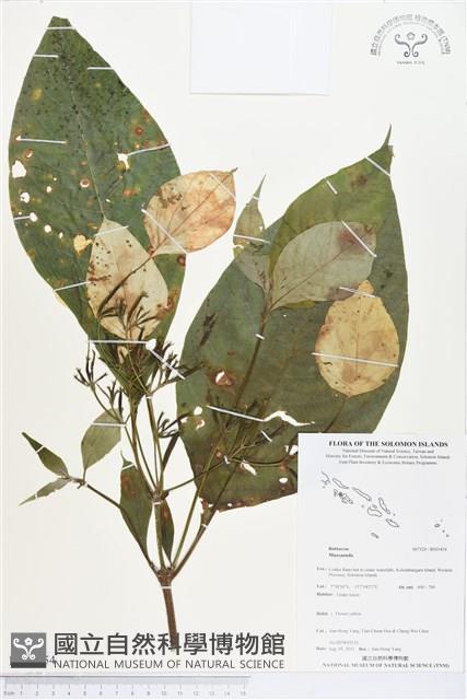 登錄號:BS03454藏品圖，第1張