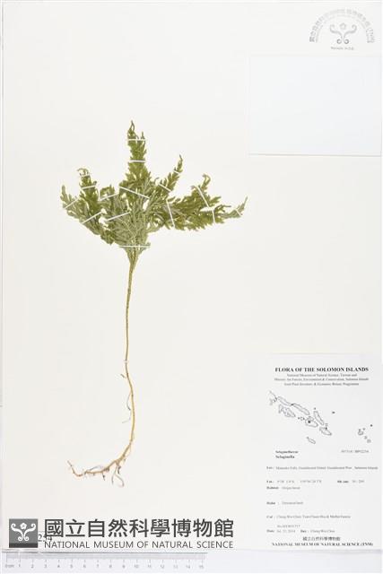 登錄號:BP02254藏品圖，第1張