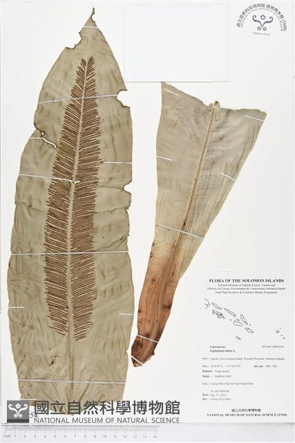 臺灣山蘇花藏品圖，第1張