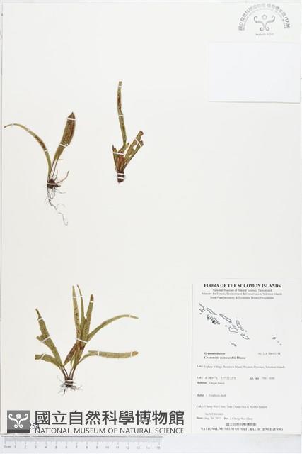 登錄號:BP01254藏品圖，第1張