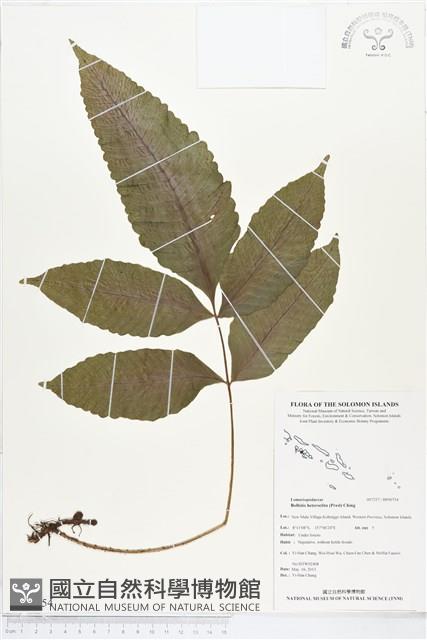 尾葉實蕨藏品圖，第1張