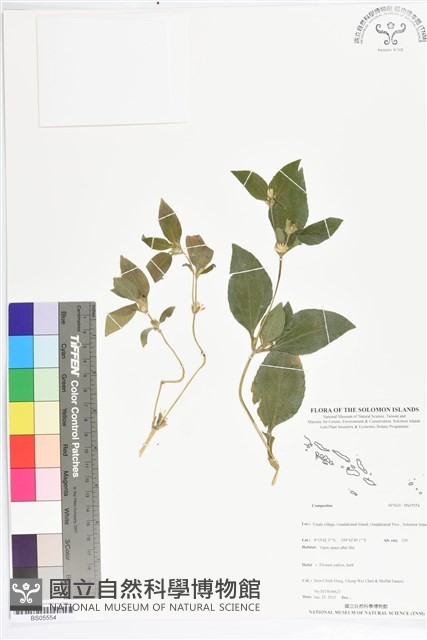 登錄號:BS05554藏品圖，第1張