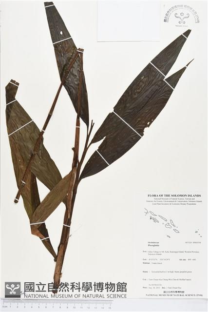 登錄號:BS03554藏品圖，第1張