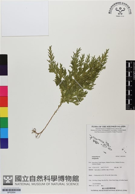 登錄號:BP02954藏品圖，第1張