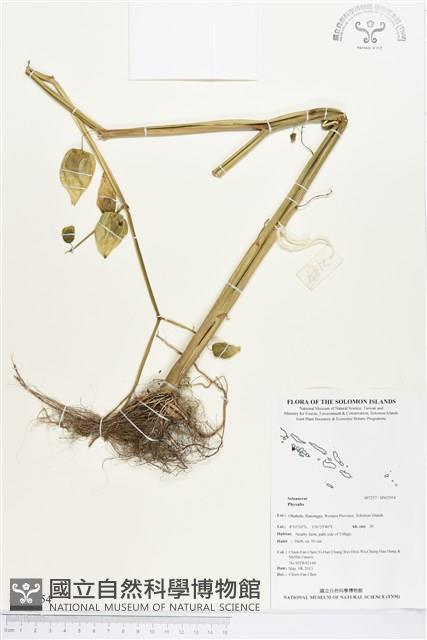 登錄號:BS02954藏品圖，第1張