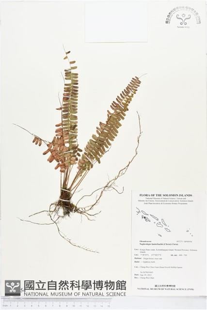 登錄號:BP00954藏品圖，第1張