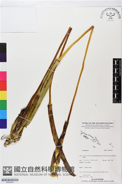 登錄號:BS05954藏品圖，第1張