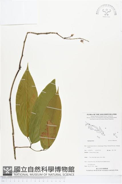 登錄號:BS04954藏品圖，第1張