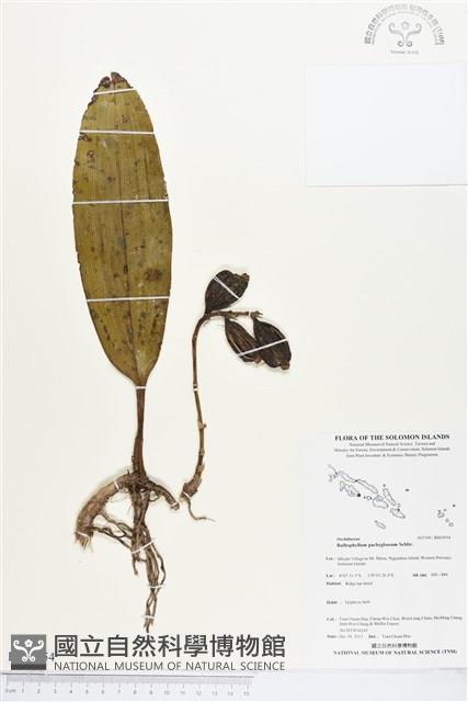 登錄號:BS03954藏品圖，第1張