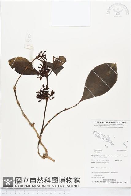 登錄號:BS05354藏品圖，第1張