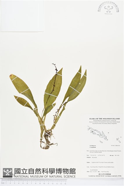 登錄號:BS04354藏品圖，第1張