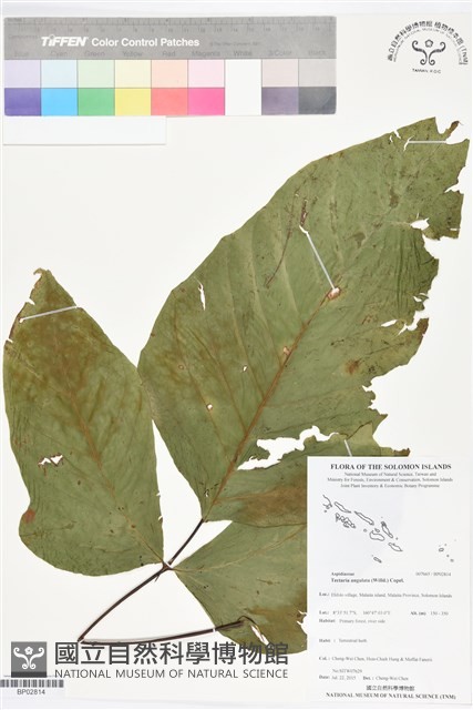 登錄號:BP02814藏品圖，第1張