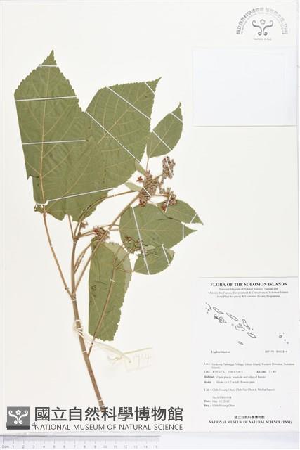 登錄號:BS02814藏品圖，第1張