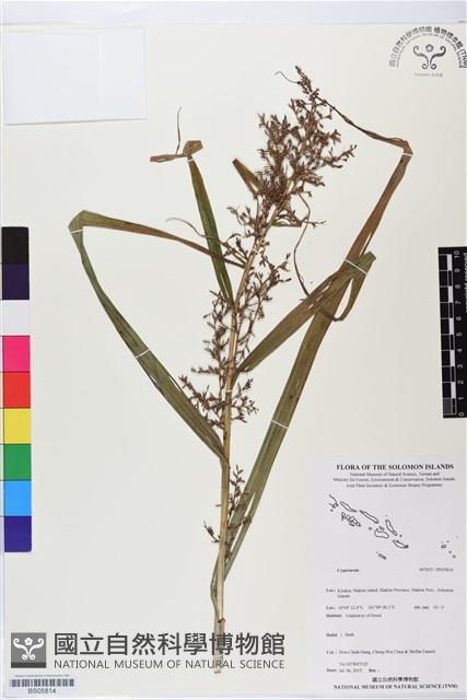 登錄號:BS05814藏品圖，第1張