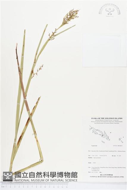 登錄號:BS04814藏品圖，第1張