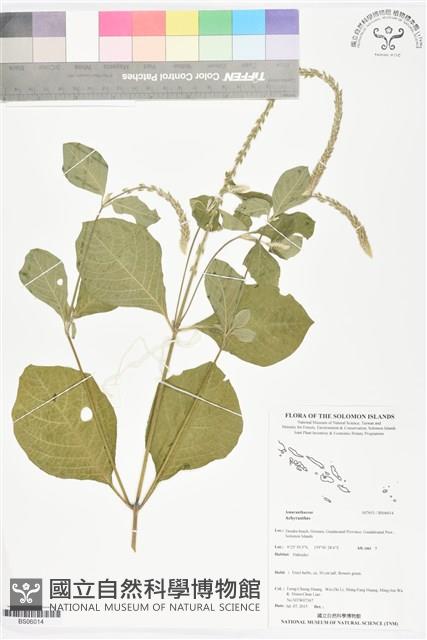 登錄號:BS06014藏品圖，第1張