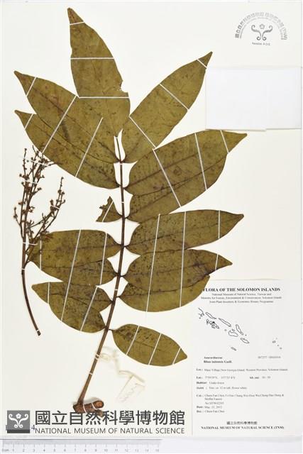 登錄號:BS03014藏品圖，第1張