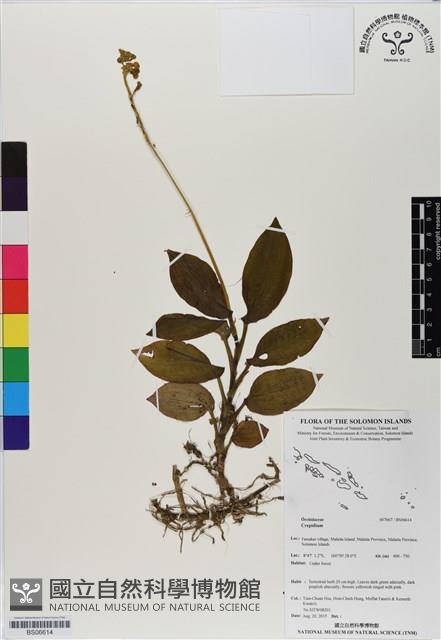 登錄號:BS06614藏品圖，第1張