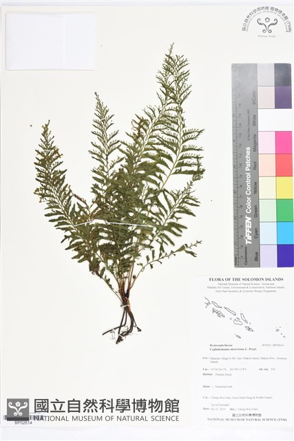 登錄號:BP02614藏品圖，第1張