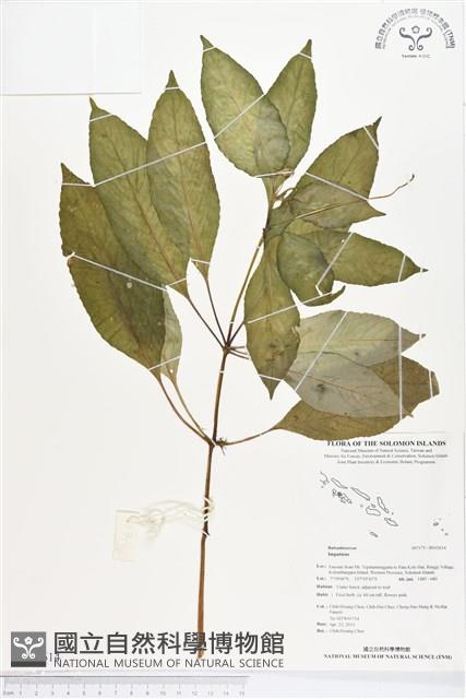 登錄號:BS02614藏品圖，第1張