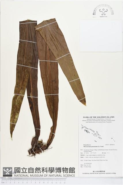 星蕨藏品圖，第1張