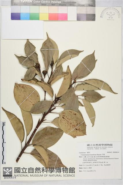 牛樟藏品圖，第1張