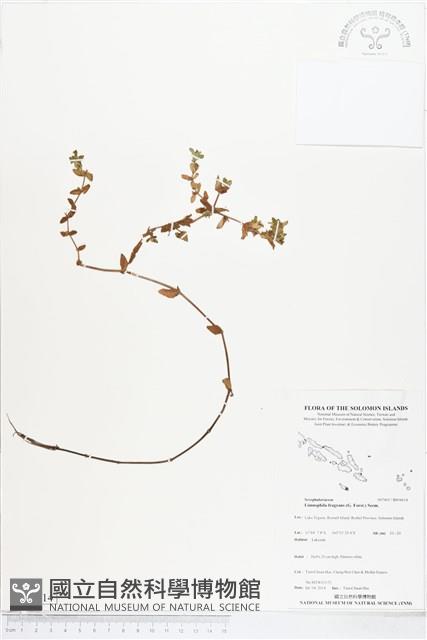 無柄田香草藏品圖，第1張