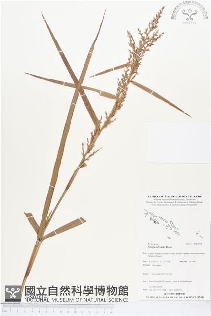 登錄號:BS03614藏品圖，第1張