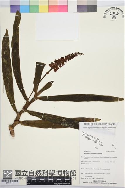 登錄號:BS07614藏品圖，第1張