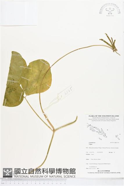 登錄號:BS05114藏品圖，第1張