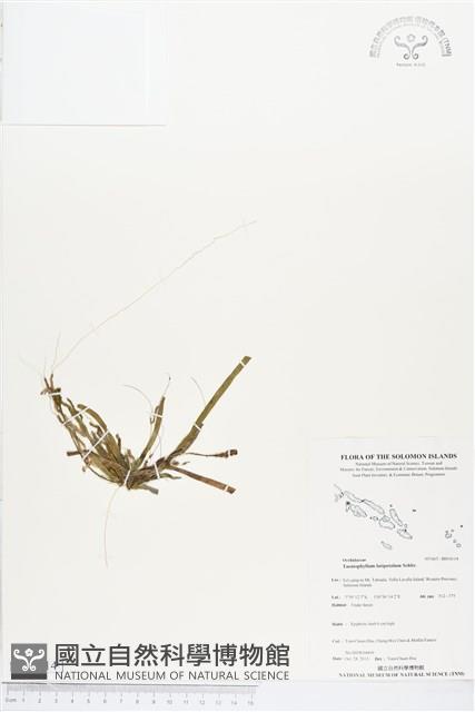 登錄號:BS04114藏品圖，第1張