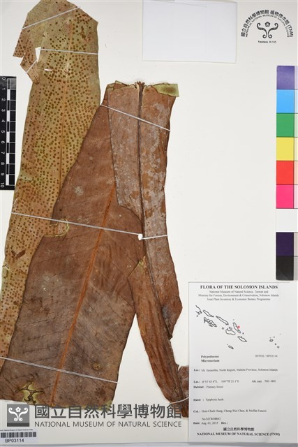 登錄號:BP03114藏品圖，第1張