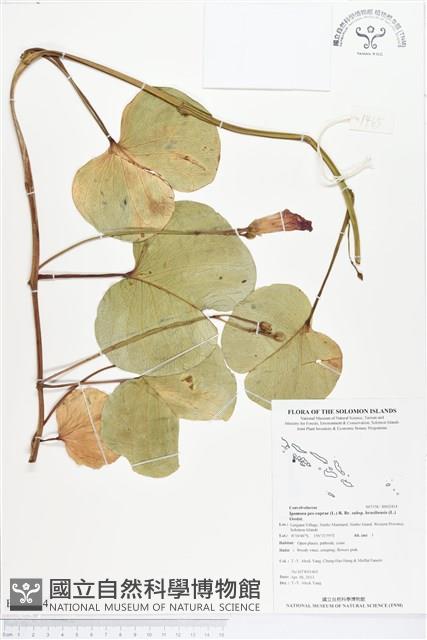 馬鞍藤藏品圖，第1張