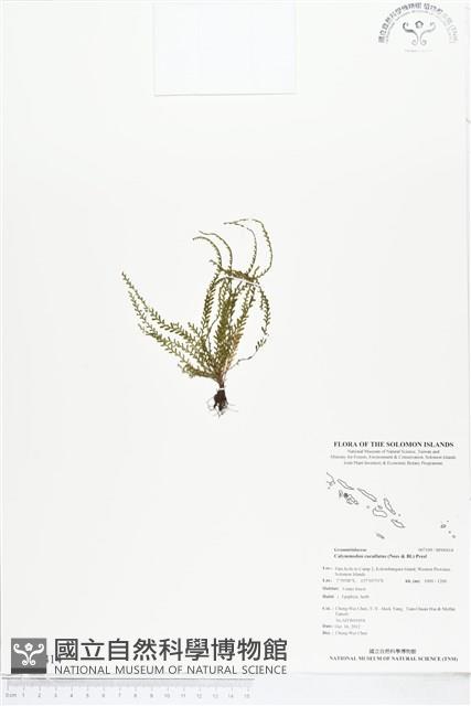 姬荷包蕨藏品圖，第1張