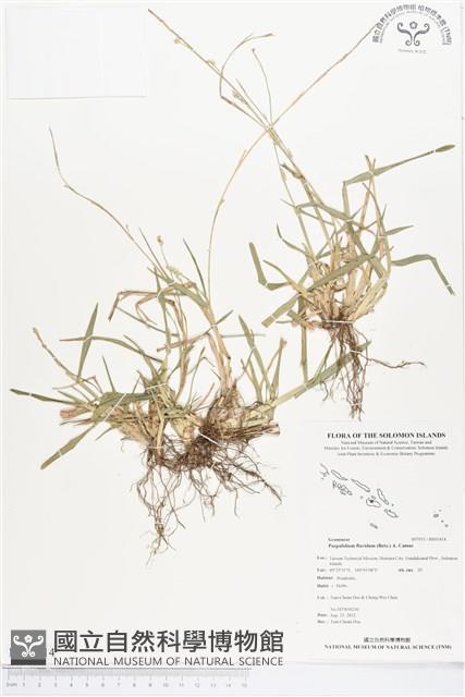 黃穗類雀稗藏品圖，第1張