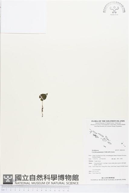 登錄號:BS03414藏品圖，第1張