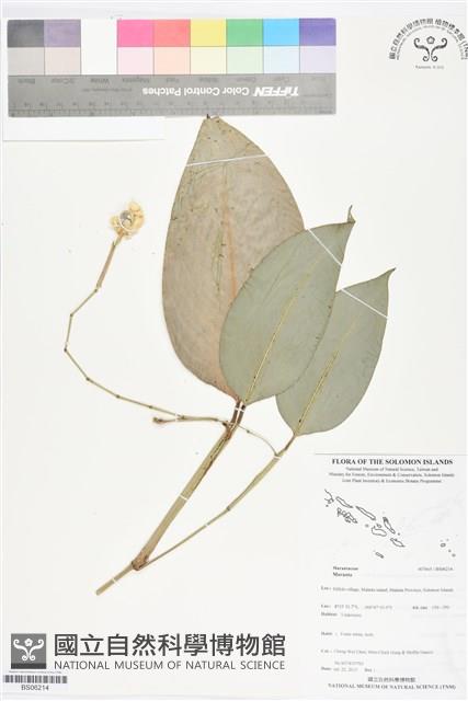 登錄號:BS06214藏品圖，第1張