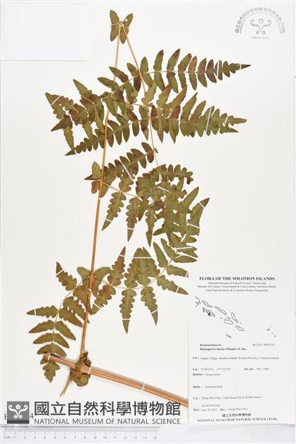 栗蕨藏品圖，第1張