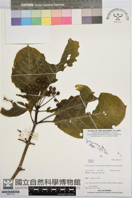 登錄號:BS07714藏品圖，第1張