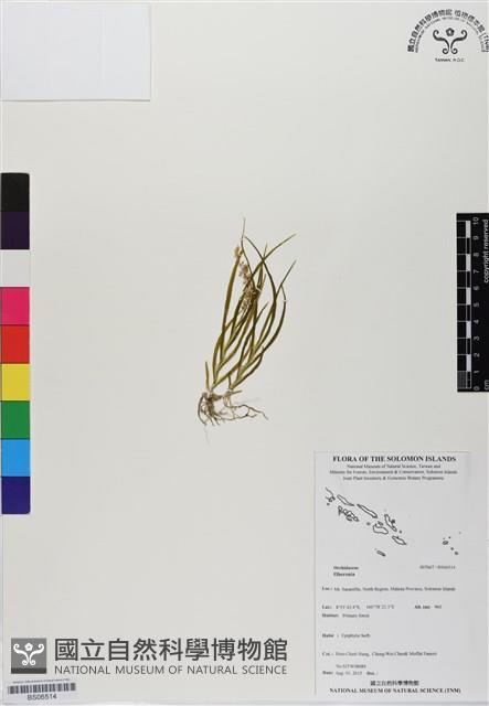 登錄號:BS06514藏品圖，第1張