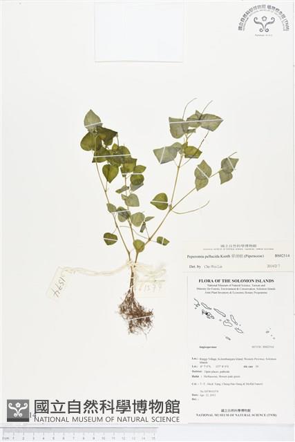 草胡椒藏品圖，第1張