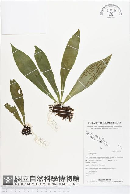 登錄號:BP00514藏品圖，第1張