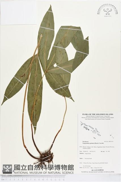 登錄號:BP01514藏品圖，第1張