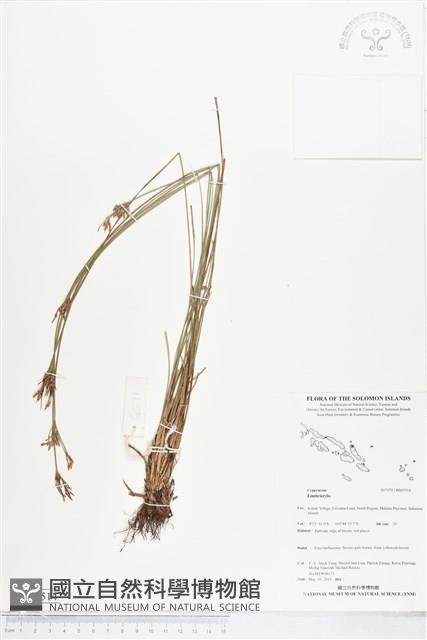 登錄號:BS05514藏品圖，第1張